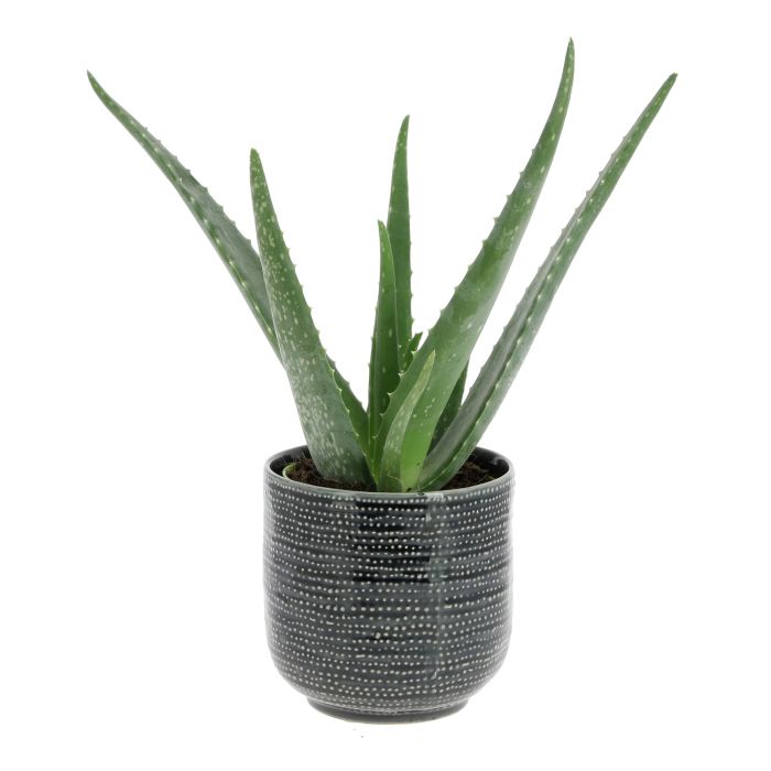 ALOE VERA OCEAN