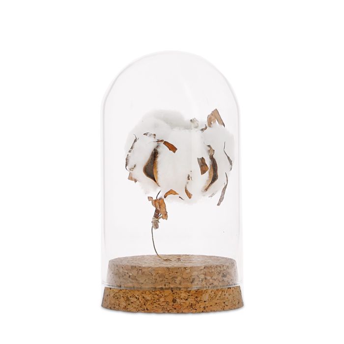 CLOCHE EN VERRE FLEUR DE COTON SECHEE