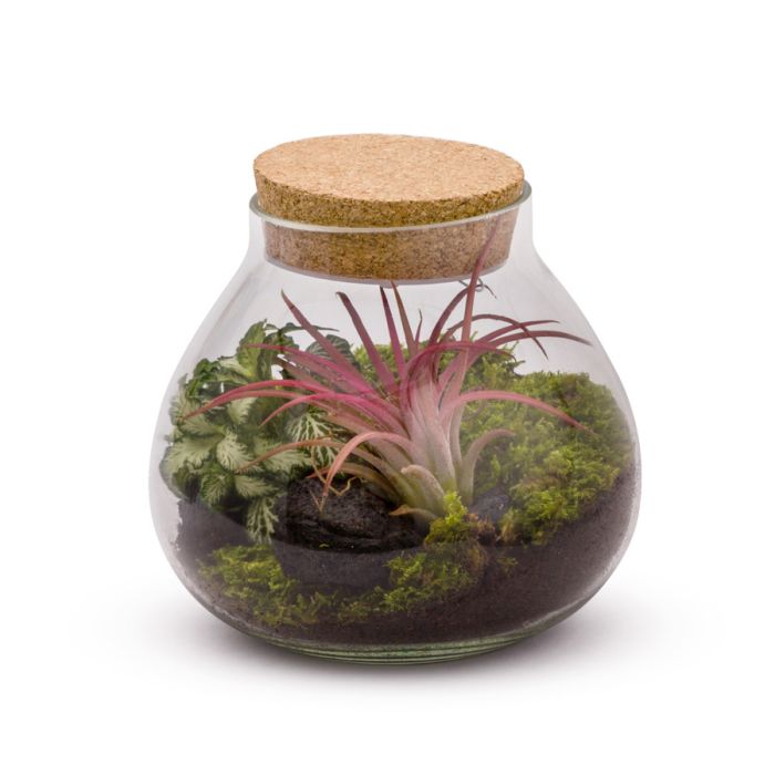 TERRARIUM LUMINEUX FITTONIA