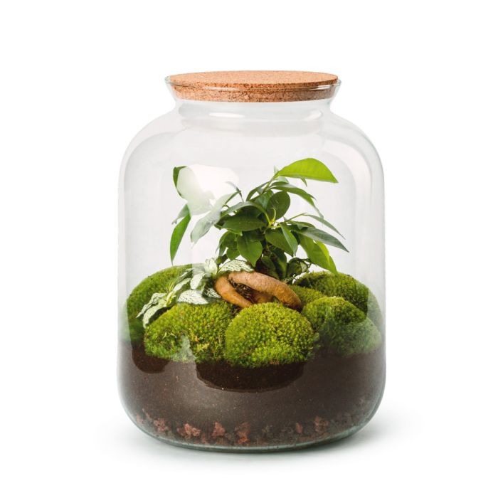 TERRARIUM BONBONNE FICUS FITTONIA 31CM