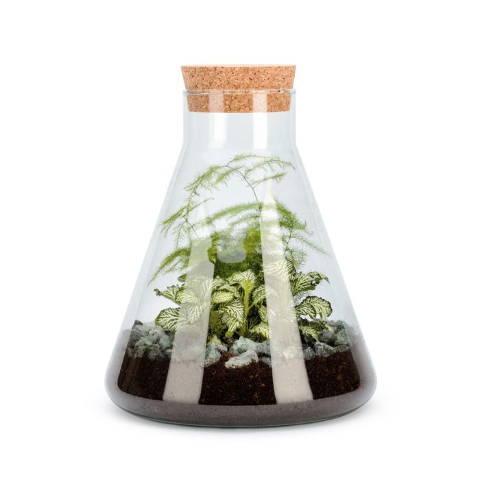 TERRARIUM KHEOPS FITTONIA VERT