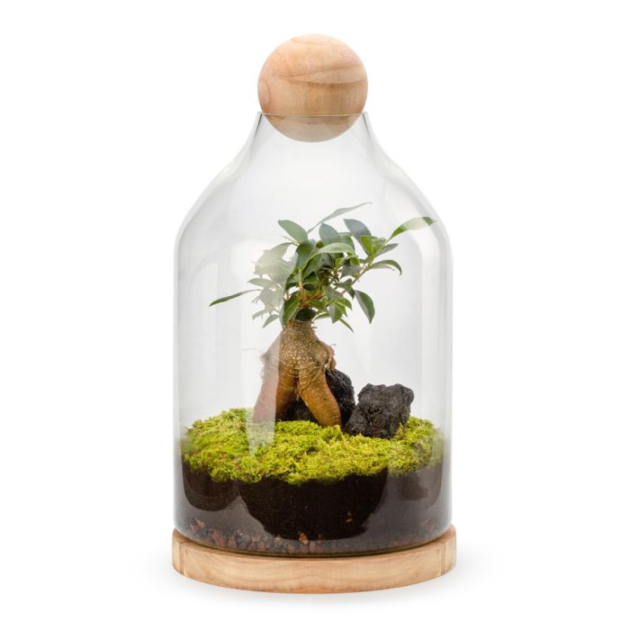 TERRARIUM BOULE FICUS GINSENG FITTONIA