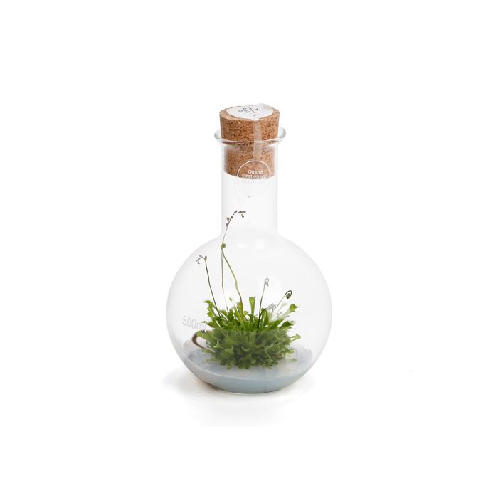 FIOLE DROSERA 500ML GEL BLANC