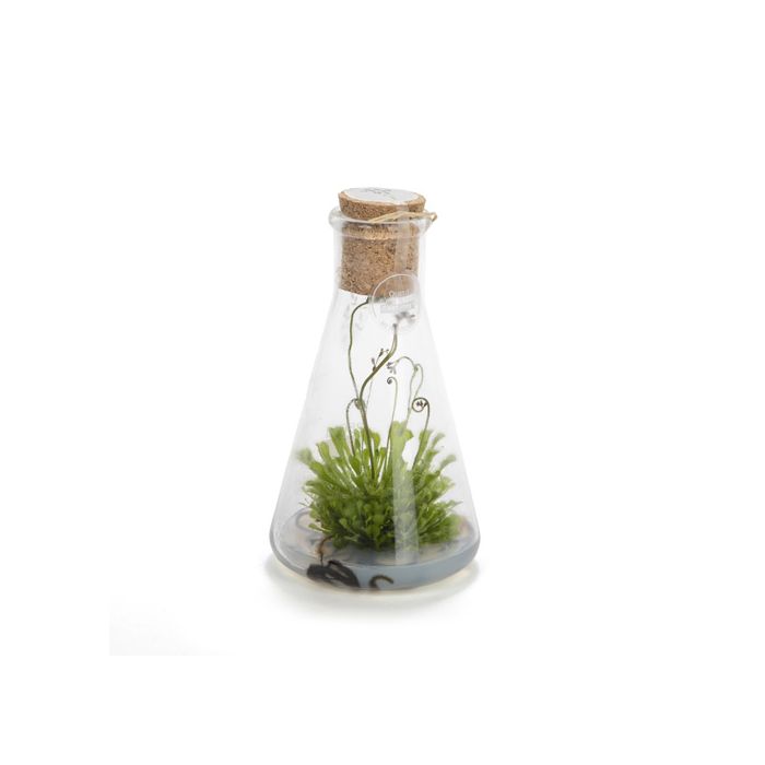 FIOLE DROSERA 250ML GEL BLANC