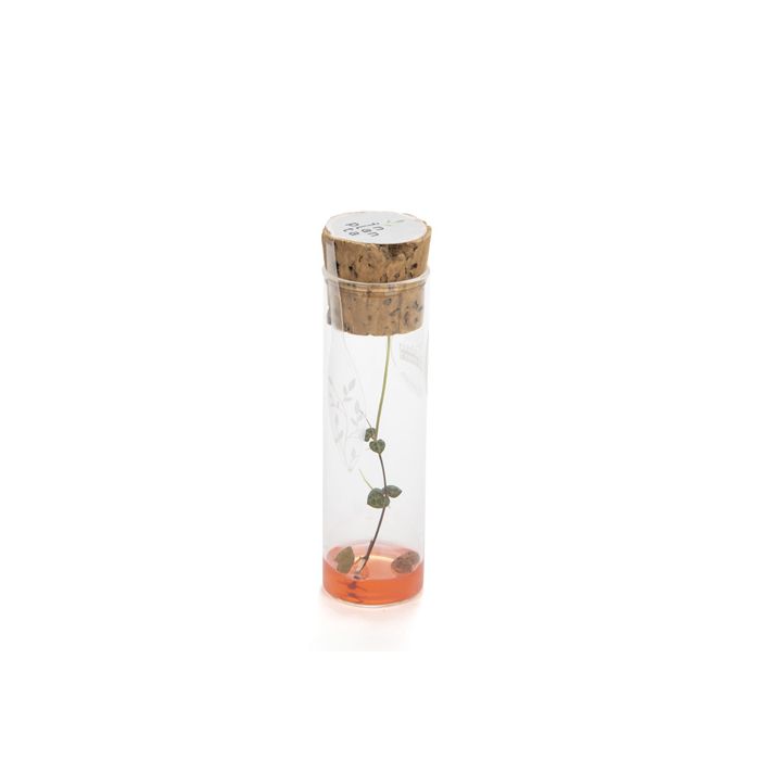 TUBE A ESSAI CEROPEGIA LINEARIS GEL ROSE