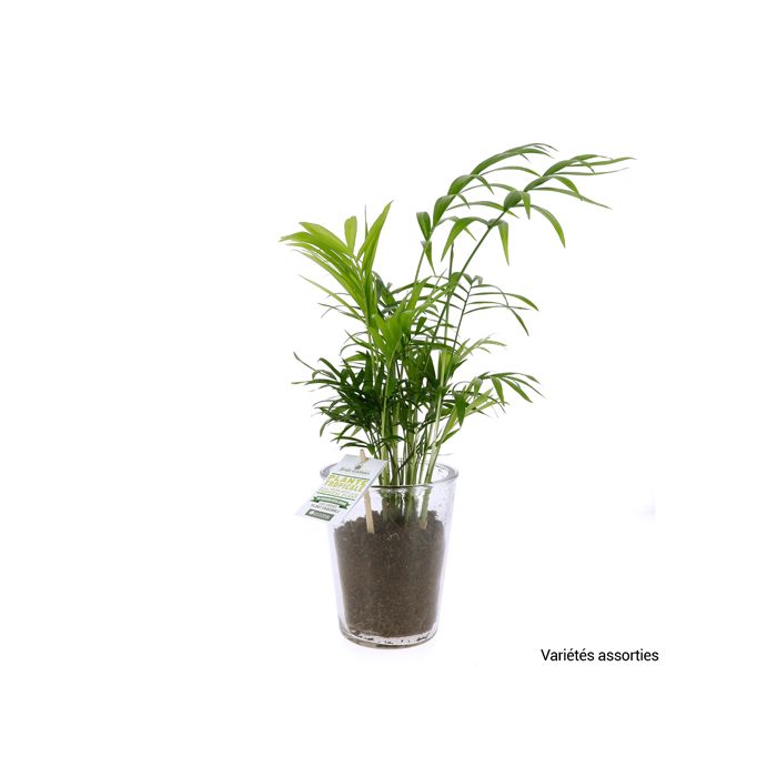 PLANTES DEPOLLUANTES ASSORTI POT VERRE