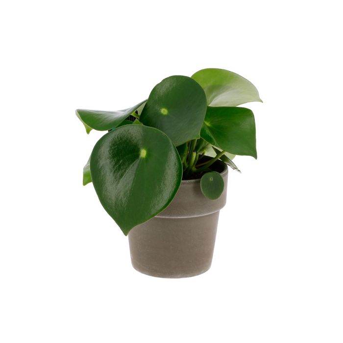 PEPEROMIA 12CM POT TERRACOTTA GRIS