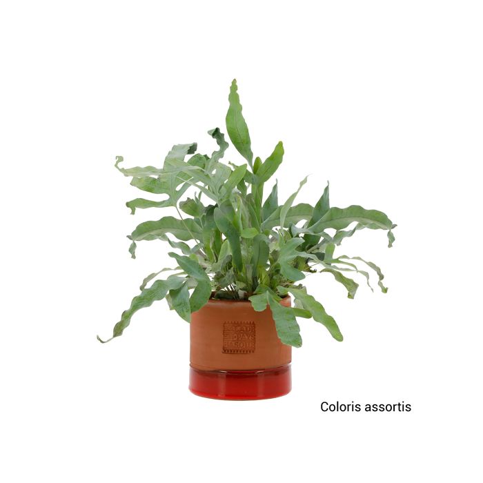 PHLEBODIUM 12CM DANS POT POTERIE ALBI
