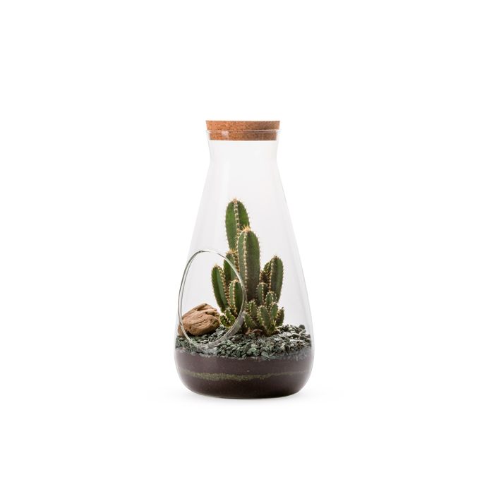 JARDIN LABO CACTUS