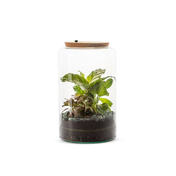 TERRARIUM MIA LUMINEUX