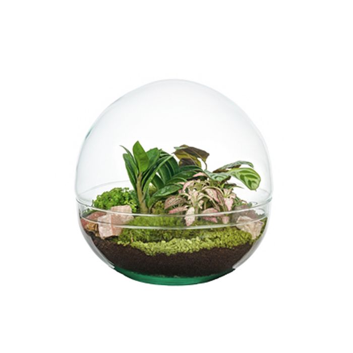 MONDE FITTONIA