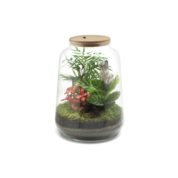 TERRARIUM LUMINEUX AMETHYSTE