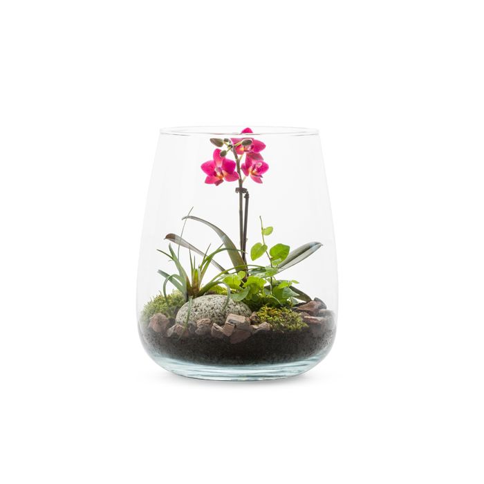 TERRARIUM ALZADA ORCHIDEE