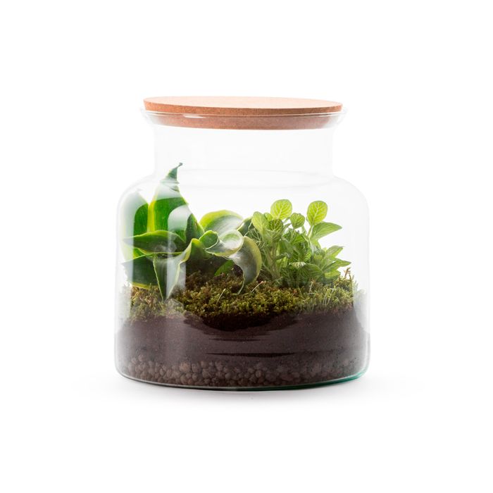 Terrarium Jungle en verre • Nature & Découvertes Suisse