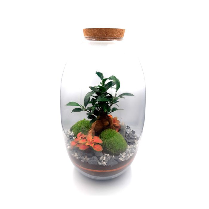 Terrarium Pagoda en verre • Nature & Découvertes Suisse