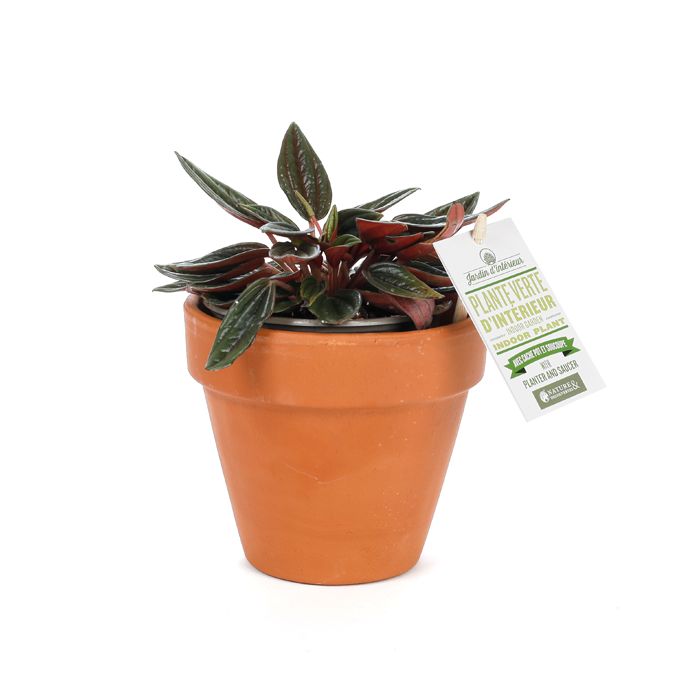 PLANTES VERTES CACHE POT TERRA ASST
