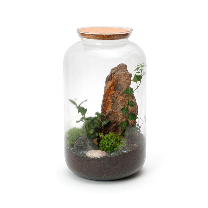 TERRARIUM YOSEMITE BOIS LIERRE FITTONIA