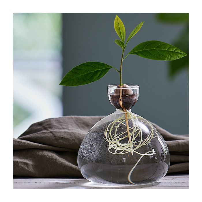 VASE AVOCAT