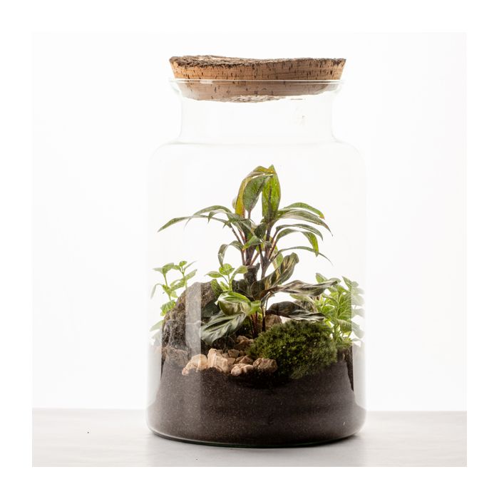 Moyen terrarium Lyo • Nature & Découvertes Suisse