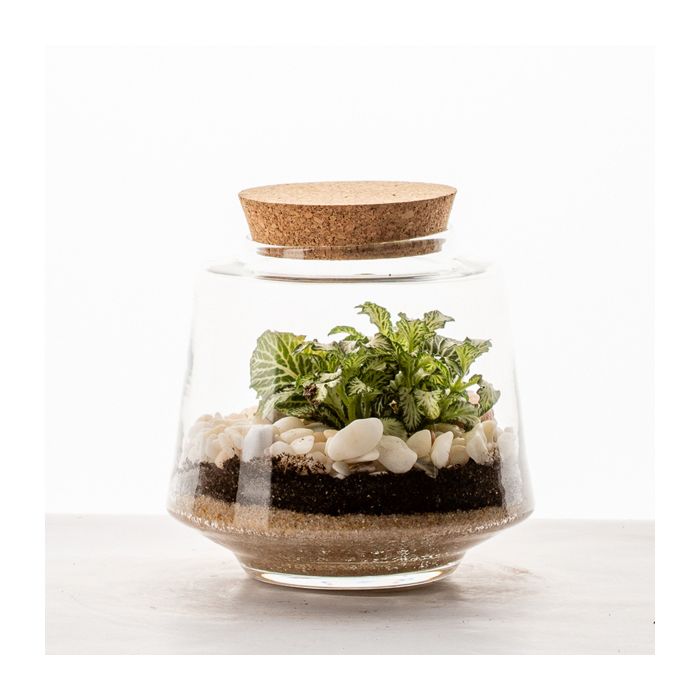 Terrarium Izumi • Nature & Découvertes Suisse