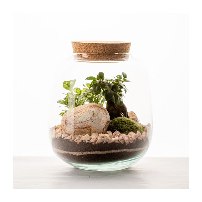 Terrarium Moly • Nature & Découvertes Suisse