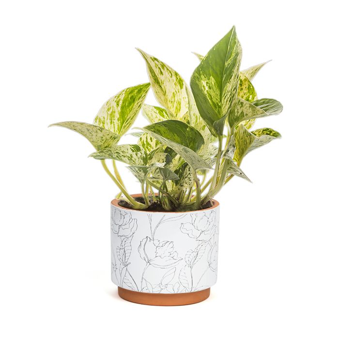 PLANTES VERTES ASSORTIES POT CERAMIQUE