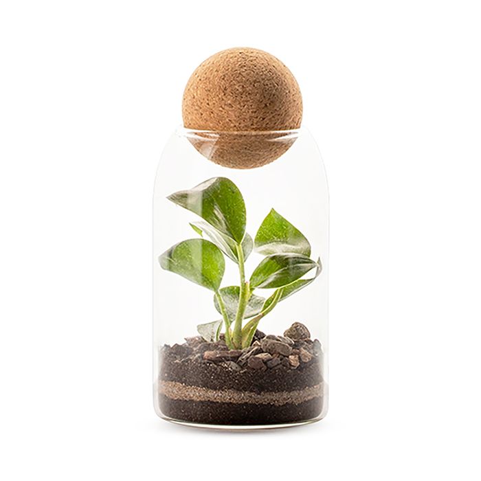 TERRARIUM NIWA FSC