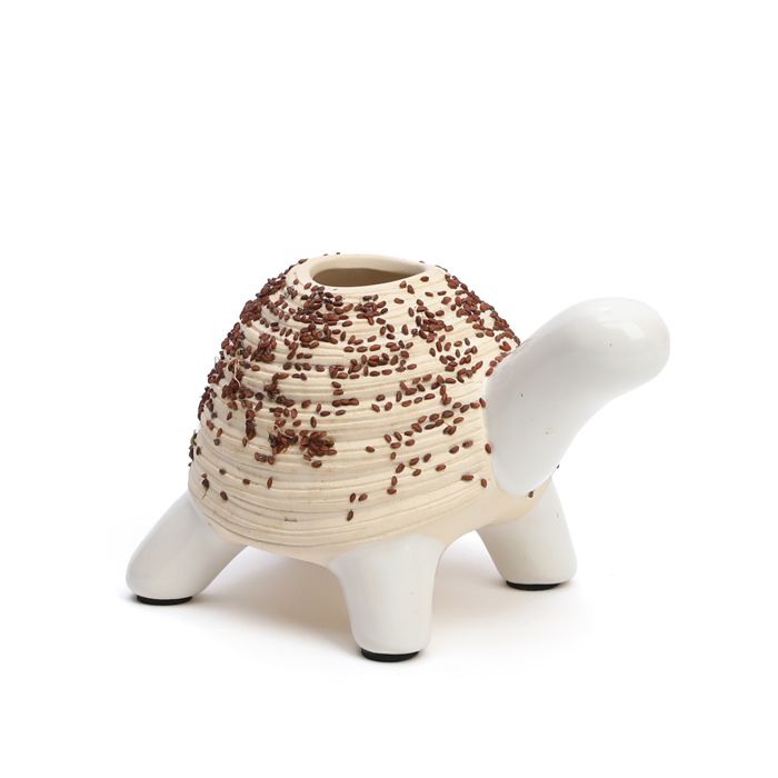 TORTUE A FAIRE POUSSER