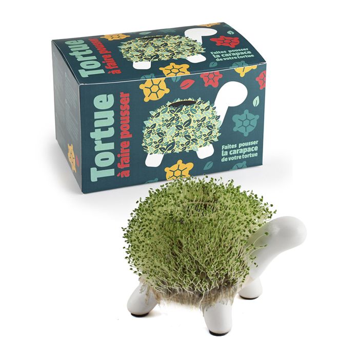 TORTUE A FAIRE POUSSER