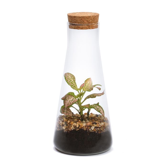 TERRARIUM ONDULE