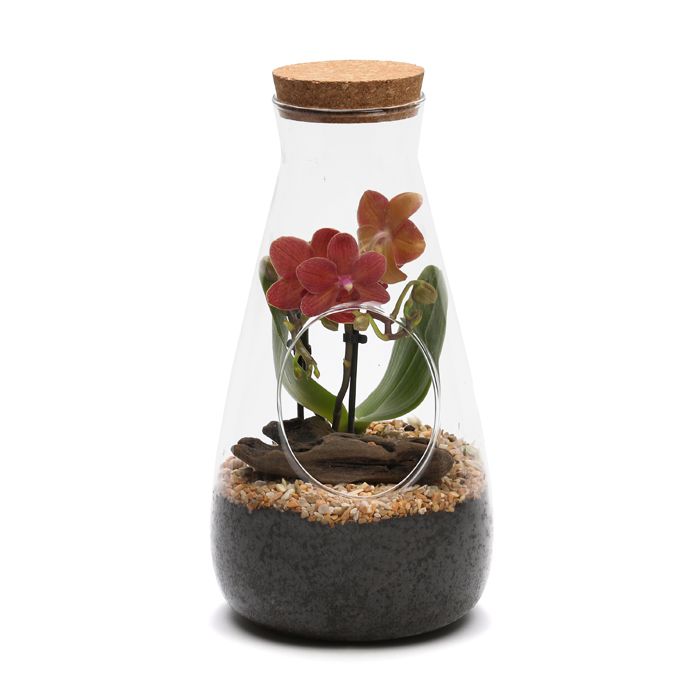 TERRARIUM ORCHIDEE
