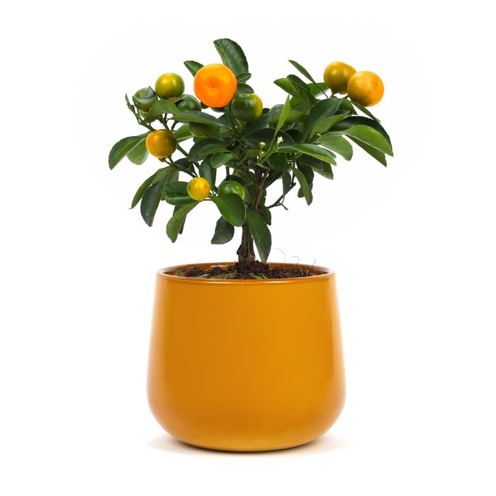 CALAMONDIN + CACHE POT JAUNE