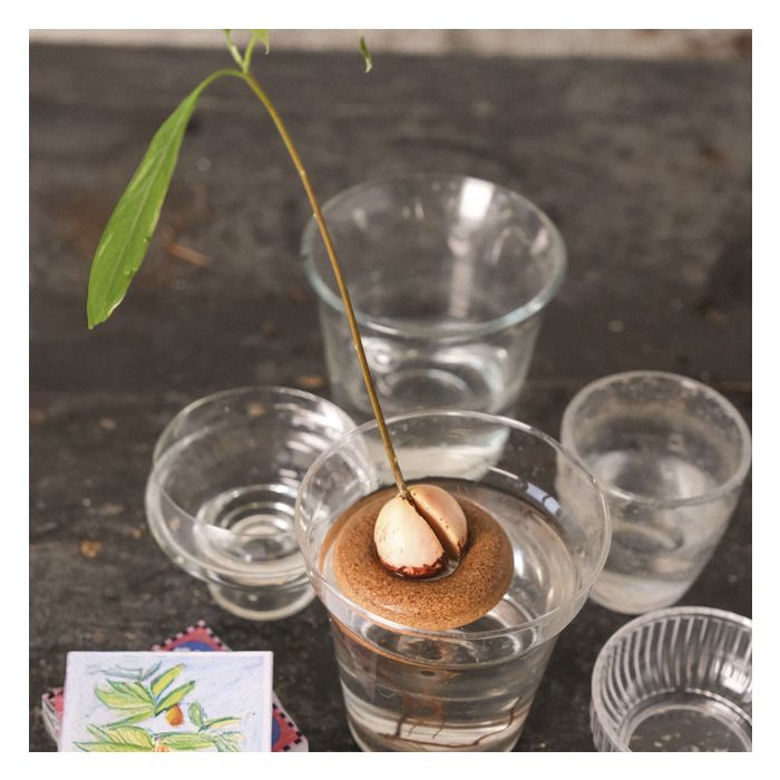 BOUEE DE GERMINATION AVOCAT