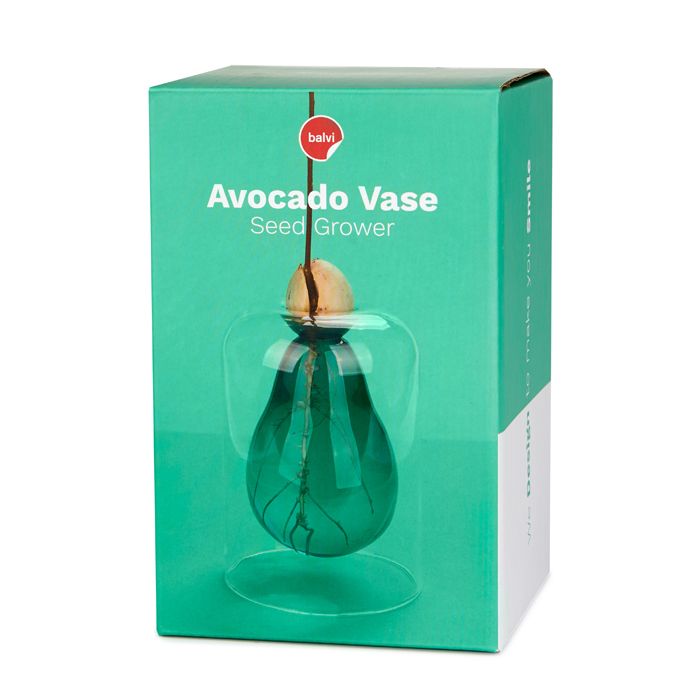 VASE DE GERMINATION AVOCAT