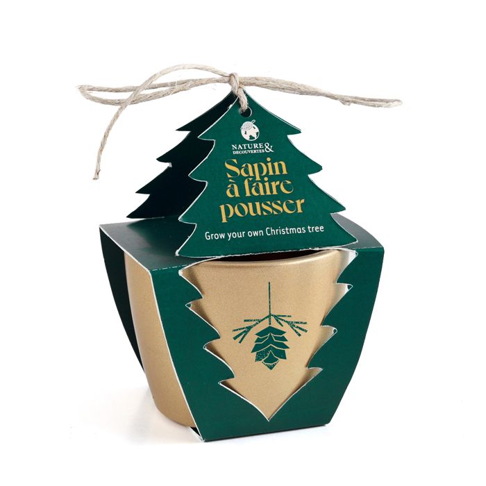SAPIN A FAIRE POUSSER 2025