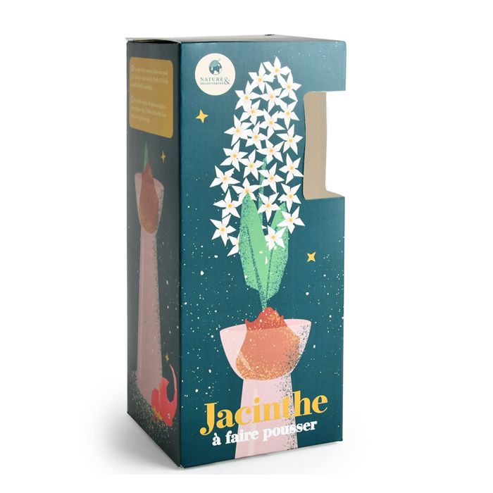 KIT JACINTHE BLANCHE