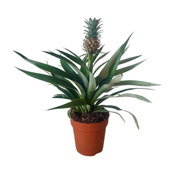PLANTE ANANAS 12CM