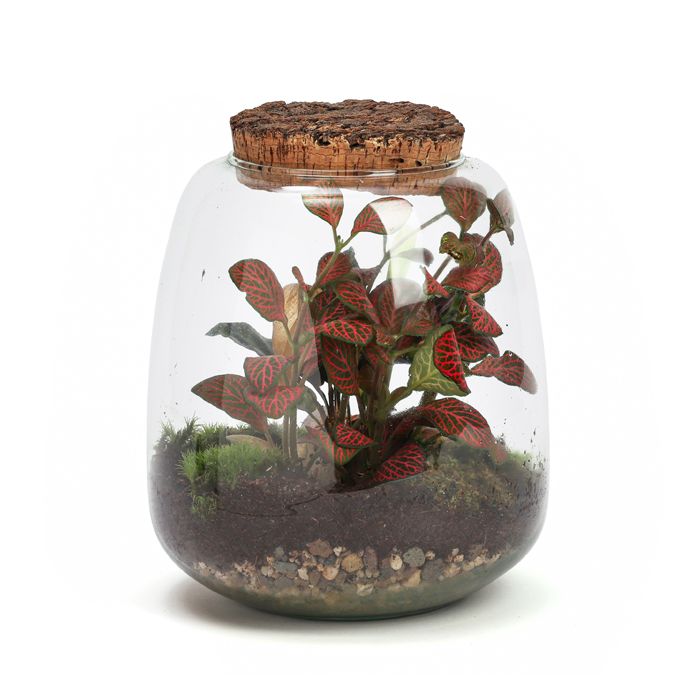 TERRARIUM HYPERION