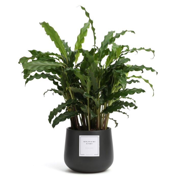 PLANTE A MESSAGE - ASSORT