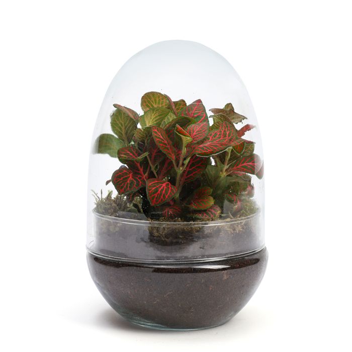 TERRARIUM OEUF FITTONIA 2026