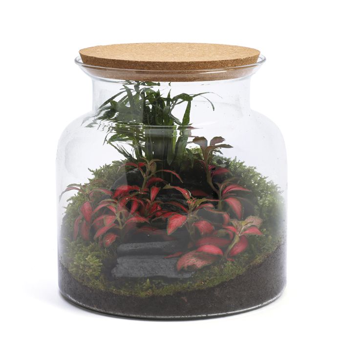 TERRARIUM JUNGLE S LANDSCAPE