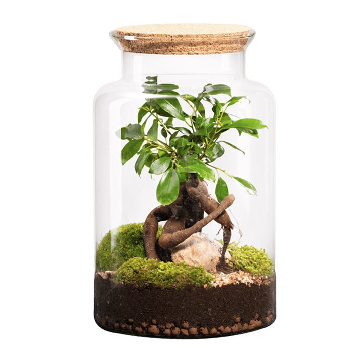 TERRA JUNGLE GINGSENG