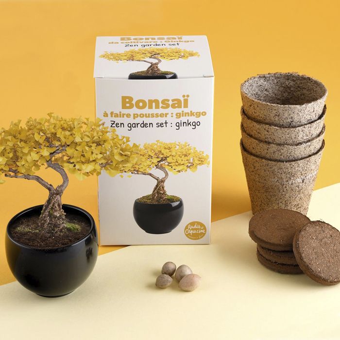 KIT BONSAI GINGKO