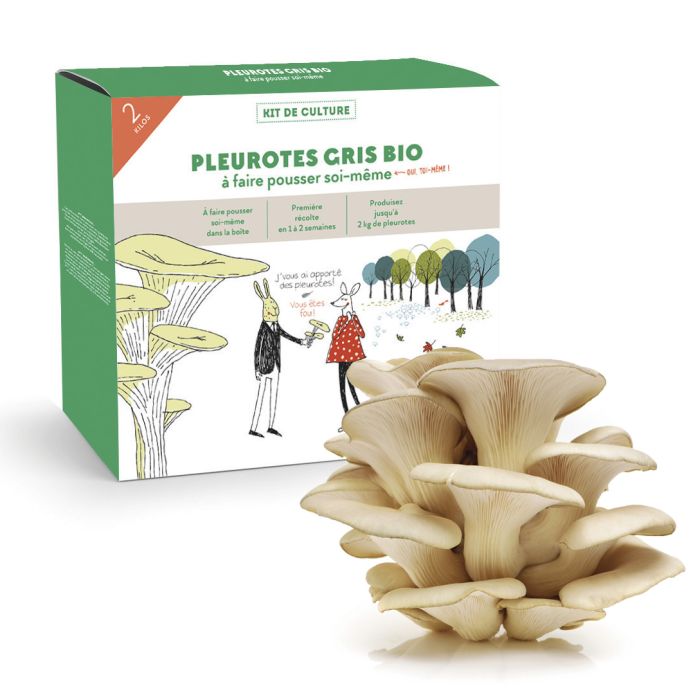 Kit champignons à faire pousser en boite - pleurotes gris