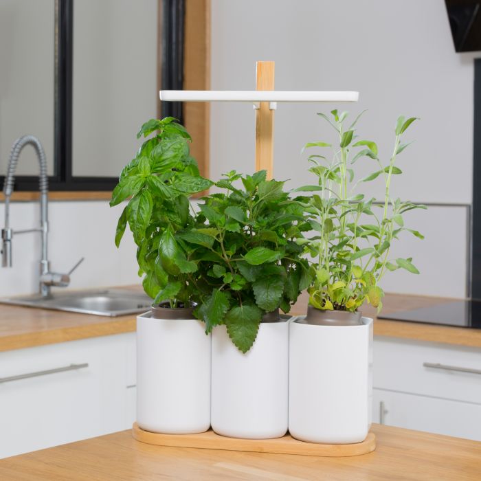 LILO 2, JARDIN D'INTERIEUR