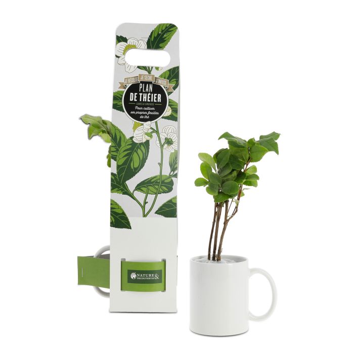 PLANT DE THEIER