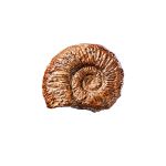 AMMONITE