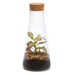 TERRARIUM ONDULE