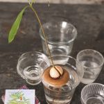 BOUEE DE GERMINATION AVOCAT