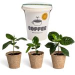 KIT TRIO DE CAFE A FAIRE POUSSER